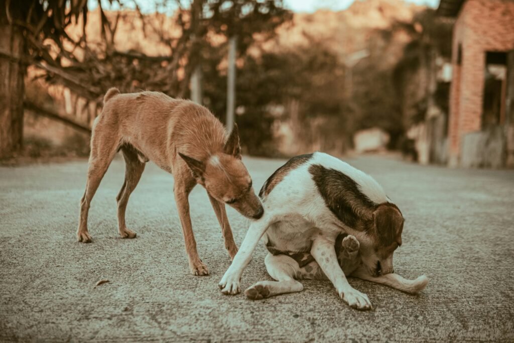 Dog Yeast Infection: Everything You Need to Know to Help Your Dog Feel Better Two dogs in a rural outdoor setting exuding a natural and serene vibe.