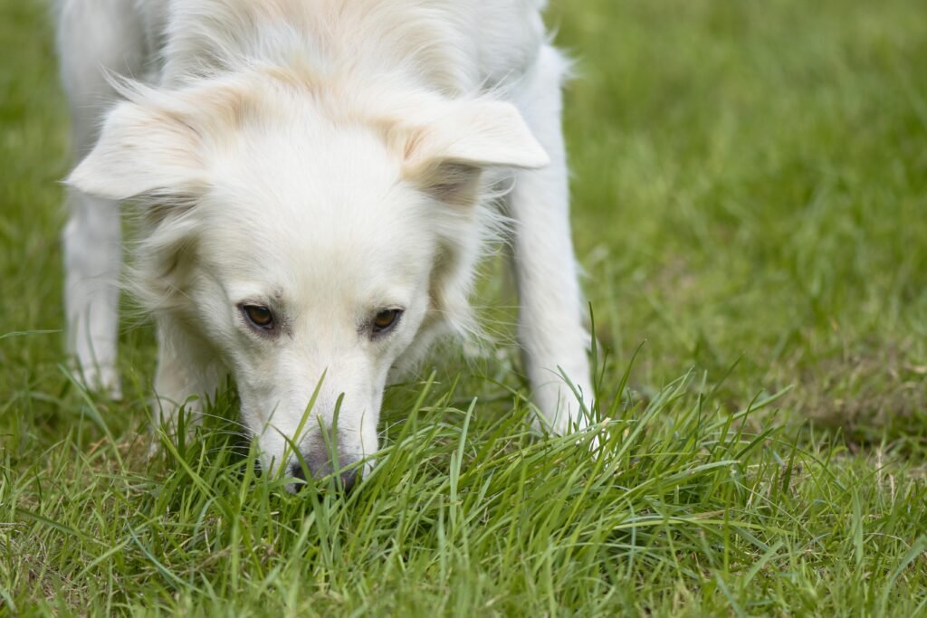 Why Do Dogs Eat Grass? The Real Reasons Backed by Research A white dog sniffing grass in an outdoor meadow on a sunny day.