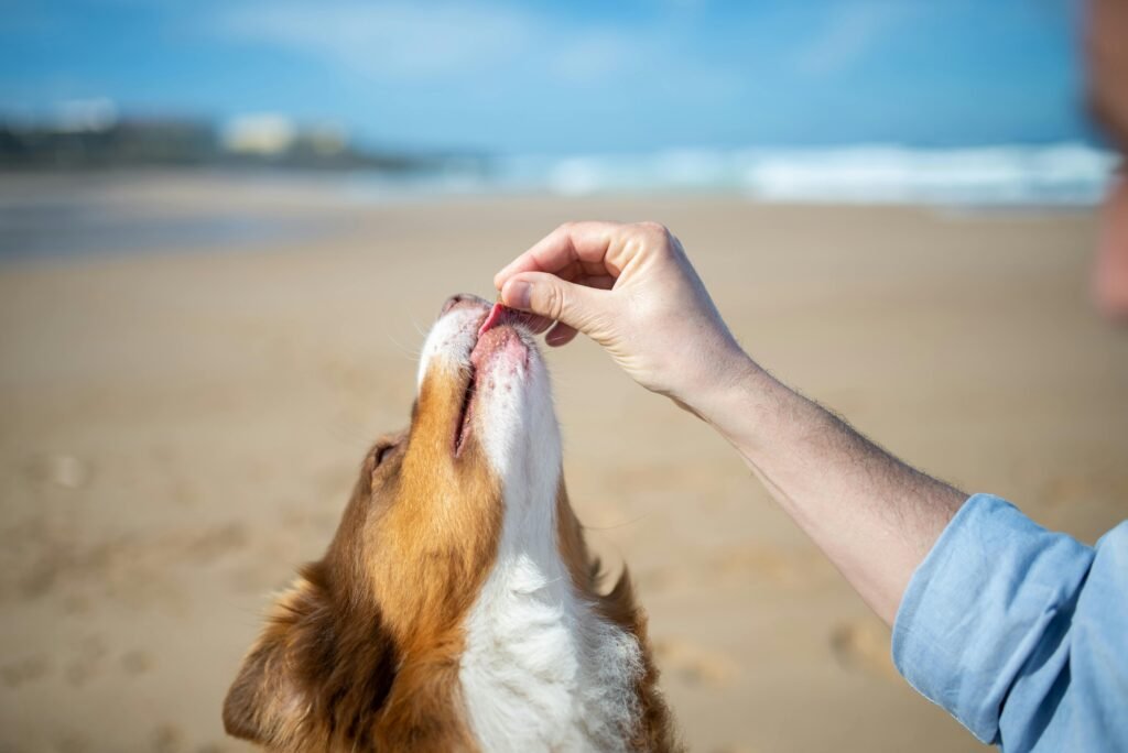 Human Foods That Are Safe for Dogs (and the Ones That Are Dangerous) A dog eagerly receives a treat from a hand on a sunny beach, showcasing a joyful pet moment.