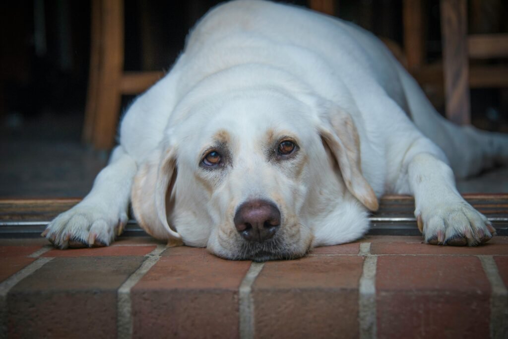 Dog Obesity: How to Tell If Your Dog Is Overweight and What to Actually Do About It Close-up of a peaceful Labrador Retriever resting on a brick floor, showcasing its adorable face.