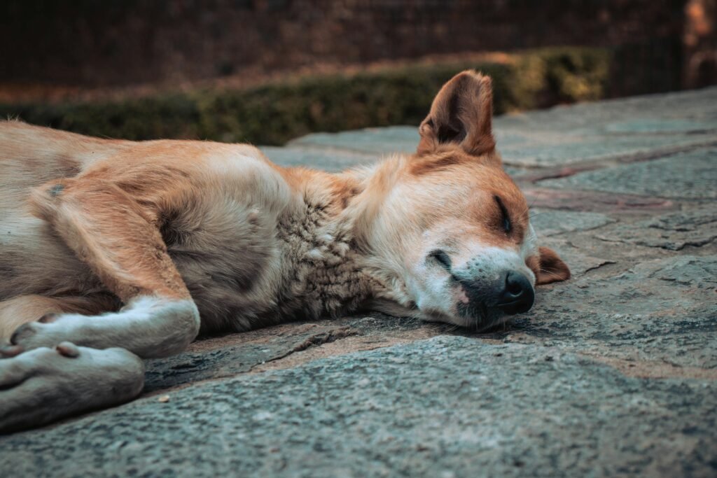 Peaceful sleeping dog lying on a stone surface outdoors in Delhi, India.