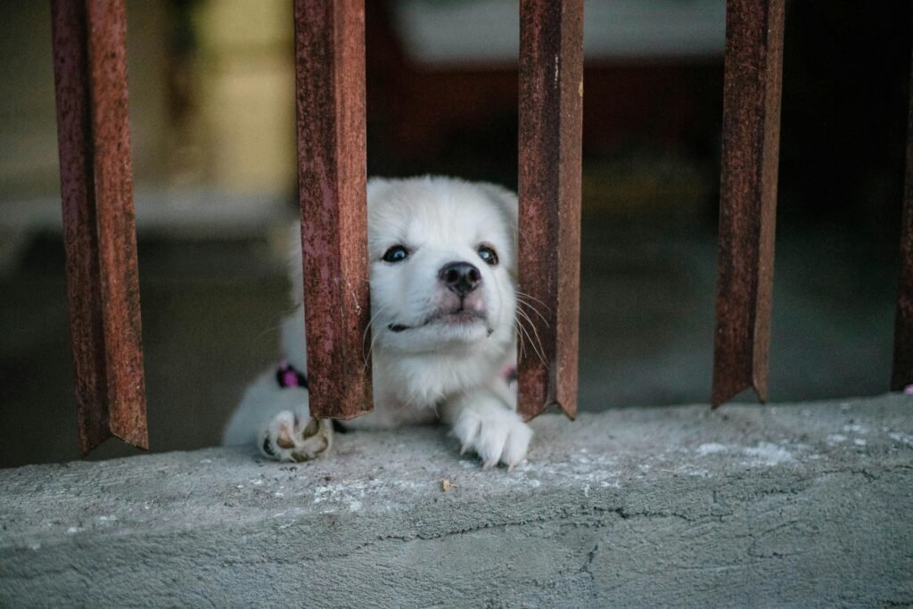 Your Dog Knows When You're Sad. Here's the Scientific Proof. A cute white puppy looks through iron bars, expressing curiosity and innocence.
