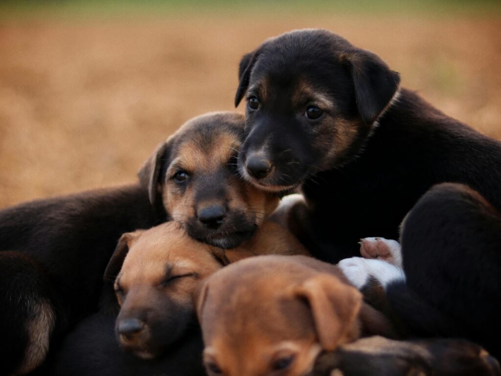 Puppy Socialization: The 16-Week Window You Cannot Afford to Miss Cute puppies huddled together outdoors on a warm day, showcasing playfulness and companionship.