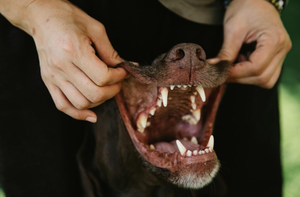 Crop unrecognizable woman touching muzzle of dog with sharp teeth and smooth coat in daytime
