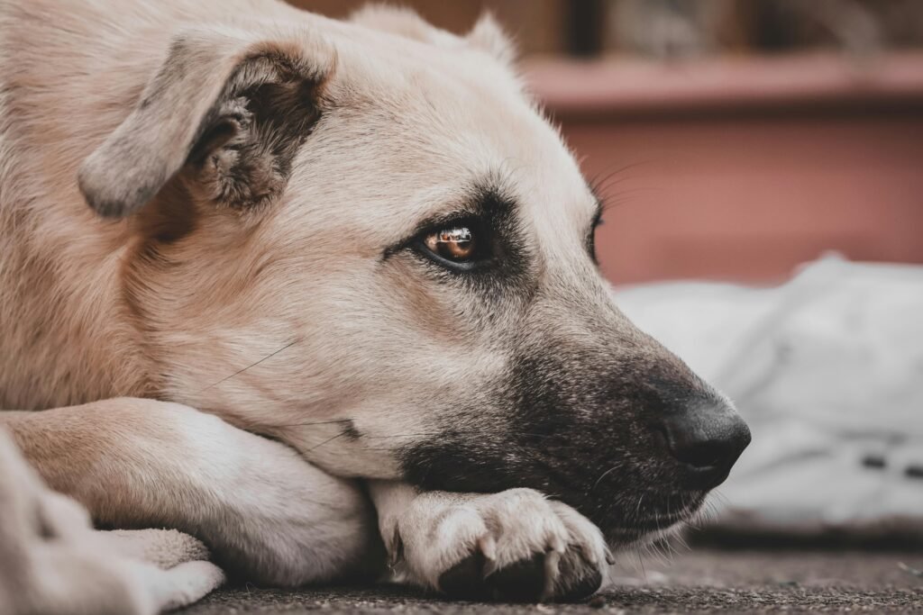 Dog Separation Anxiety: The Complete Treatment Guide A close-up photo capturing the serene expression of a resting dog on a sunny day.