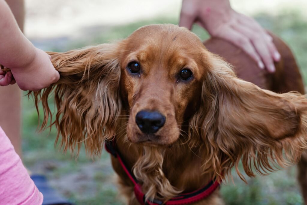 Close-up of a cocker spaniel being playfully handled outside, showing its long ears.